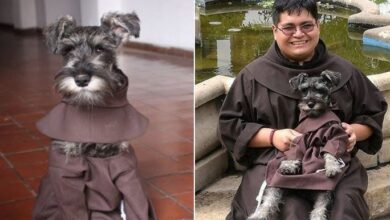 Photo of From Street Stray to Spoiled Monastery Pup: The Heartwarming Story of Friar Bigotón